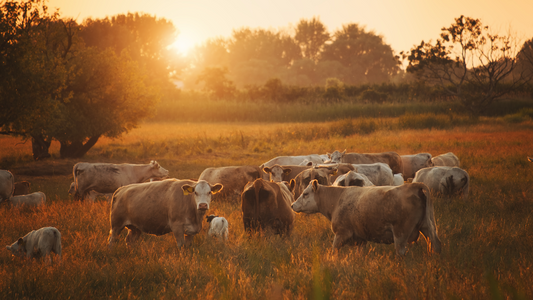 The Timeless Appeal of Tallow: Harnessing Nature's Power in Soap and Cosmetics